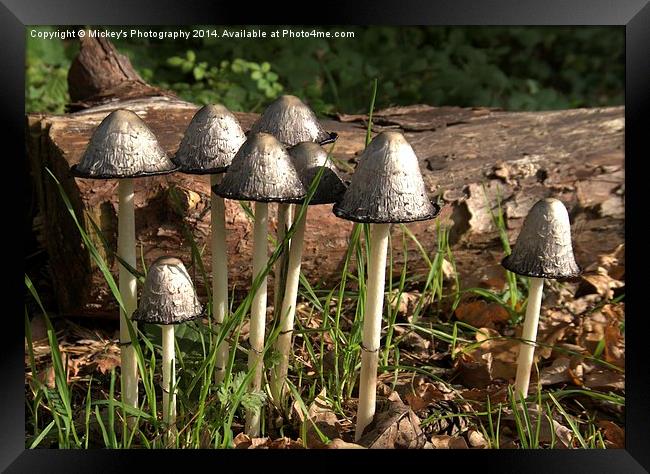 Shaggy Ink Cap Framed Print by rawshutterbug 