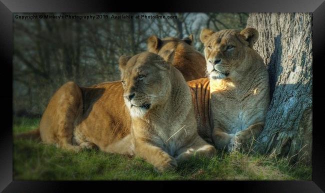   Pride Of Lionesses Framed Print by rawshutterbug 