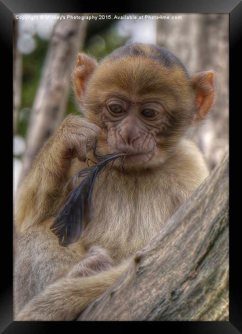 Baby Barbary Monkey  Framed Print by rawshutterbug 