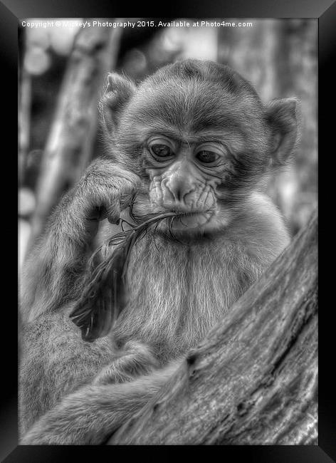 Little Barbary Monkey Framed Print by rawshutterbug 