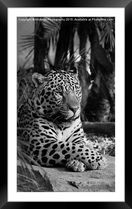  Jaguar Mono  Framed Mounted Print by rawshutterbug 