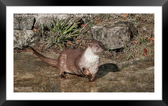 Oriental Small Clawed Otter Framed Mounted Print by rawshutterbug 