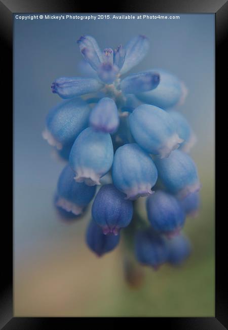 Grape Hyacinths Framed Print by rawshutterbug 