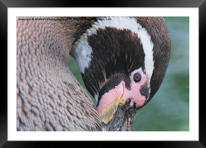 Humboldt Penguin Framed Mounted Print by rawshutterbug 