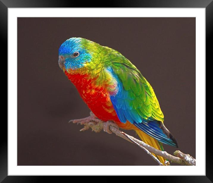 Vibrant Turquoise Parrots Framed Mounted Print by rawshutterbug 