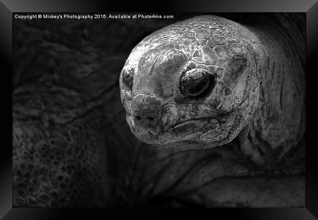 Aldabra Giant Tortoise Framed Print by rawshutterbug 