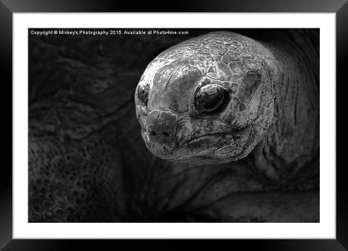 Aldabra Giant Tortoise Framed Mounted Print by rawshutterbug 