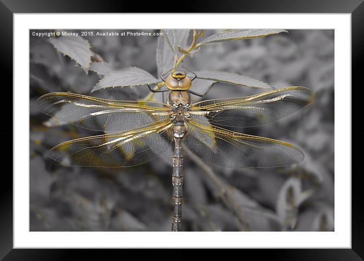 Golden Dragonfly Framed Mounted Print by rawshutterbug 