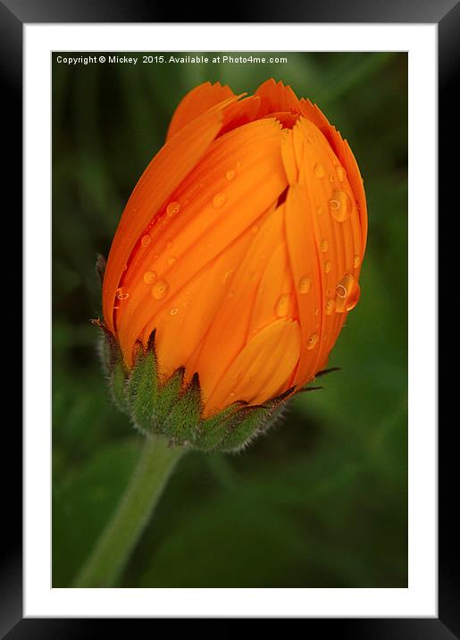 Orange Daisy Framed Mounted Print by rawshutterbug 