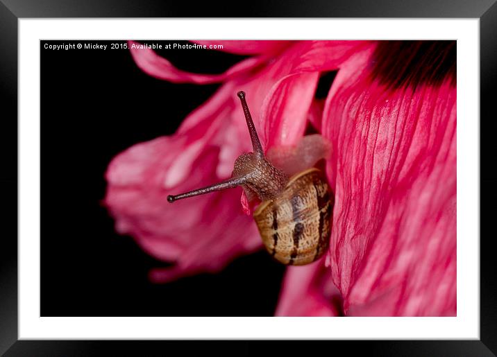 Poppy Snail Framed Mounted Print by rawshutterbug 