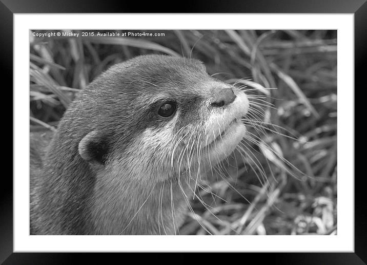 Utterly Otterly Framed Mounted Print by rawshutterbug 