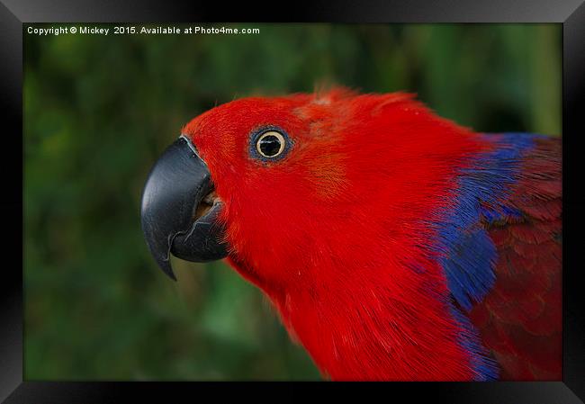 Close Up Eclectus Parrot Framed Print by rawshutterbug 
