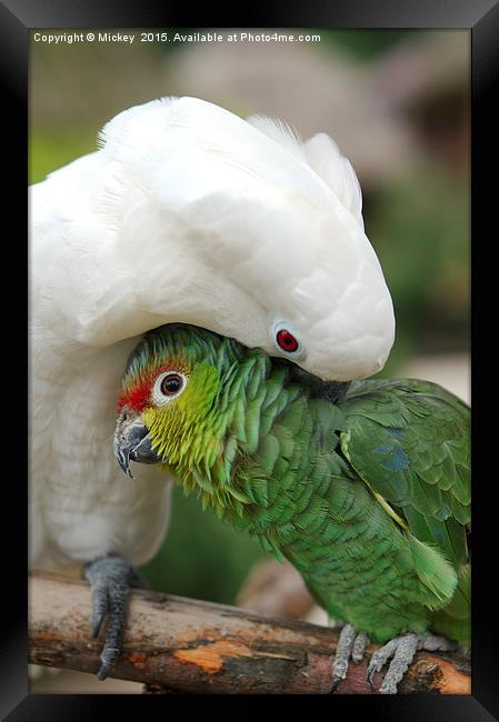 Parrot Cuddle Framed Print by rawshutterbug 