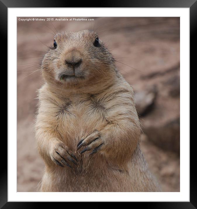 Oops, you caught me! Framed Mounted Print by rawshutterbug 