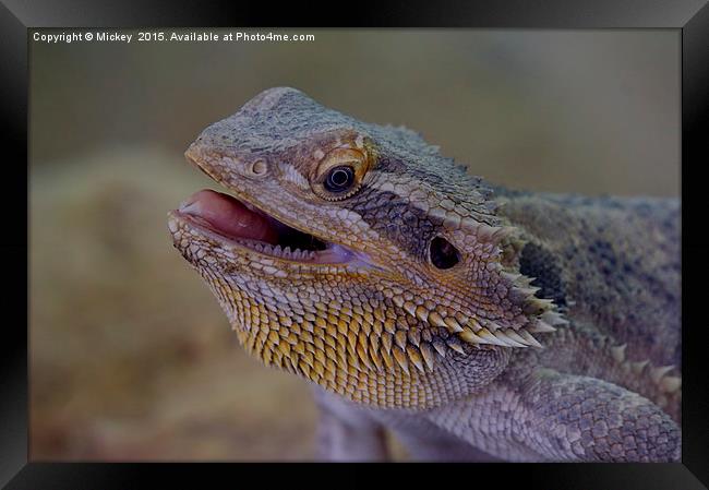 Bearded Dragon Framed Print by rawshutterbug 