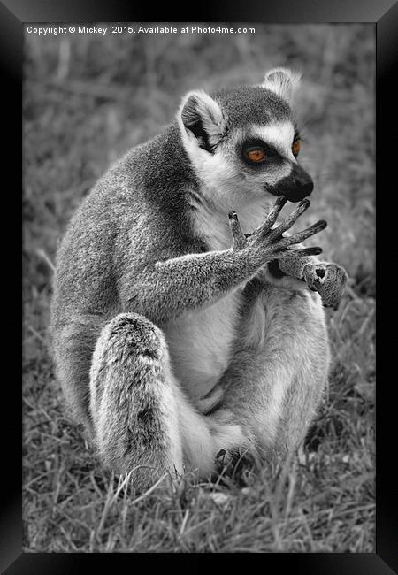 Lemur Framed Print by rawshutterbug 
