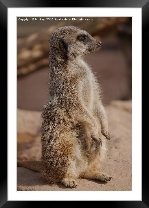 Meerkat Pose Framed Mounted Print by rawshutterbug 