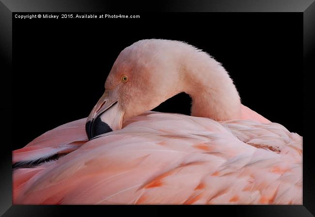 Pink Flamingo Framed Print by rawshutterbug 