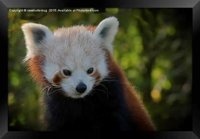 Red Panda Gaze Framed Print by rawshutterbug 