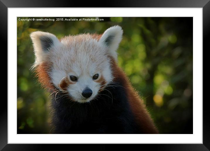Red Panda Gaze Framed Mounted Print by rawshutterbug 