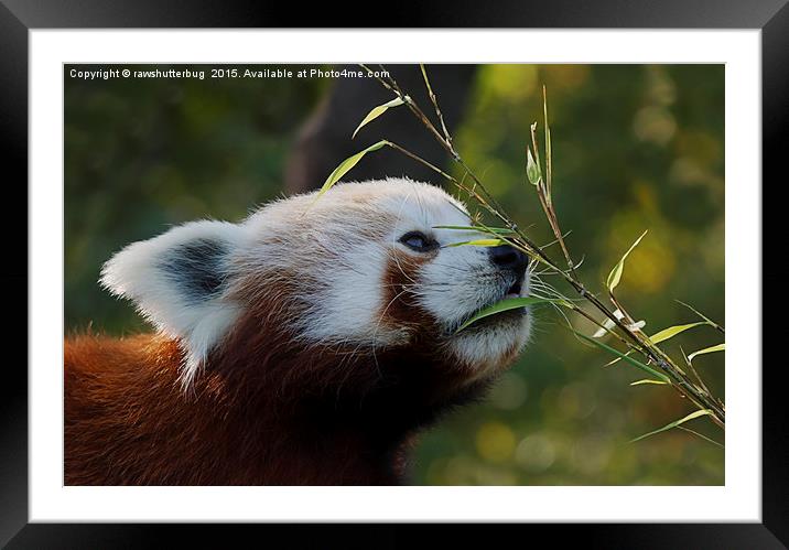 Red Panda's Bamboo Breakfast Framed Mounted Print by rawshutterbug 