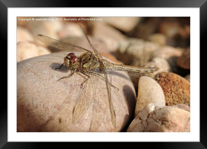 Sunbathing Female Common Darter Framed Mounted Print by rawshutterbug 