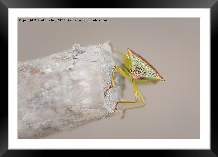 Posing Shield Bug Framed Mounted Print by rawshutterbug 