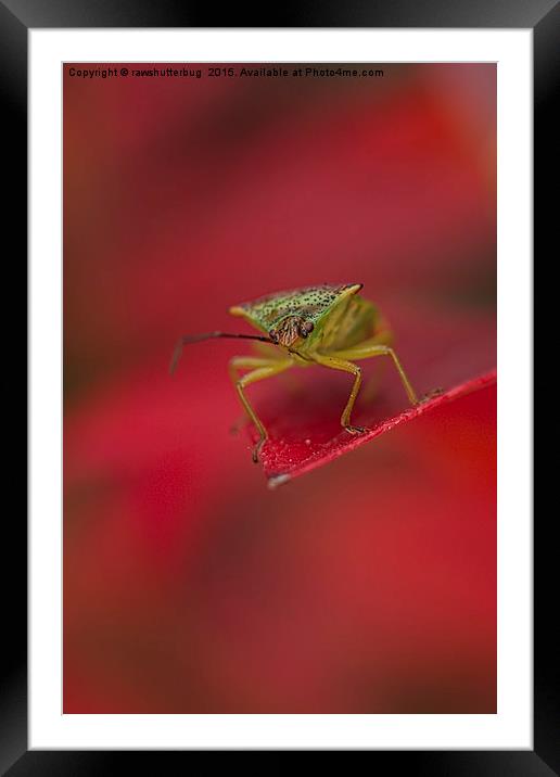 Autumn Leaf Stink Bug Framed Mounted Print by rawshutterbug 