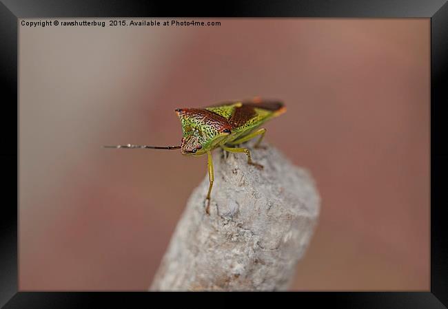 Bug Me Framed Print by rawshutterbug 