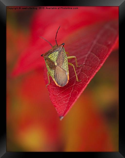 A Bug's Life Framed Print by rawshutterbug 