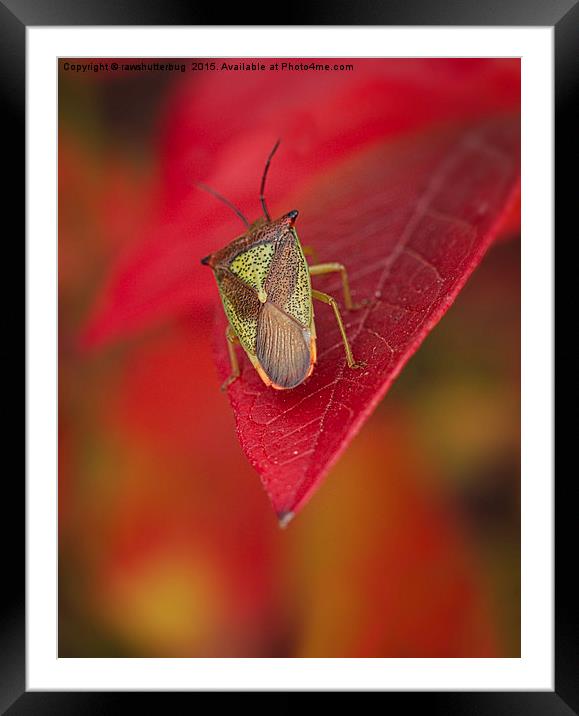 A Bug's Life Framed Mounted Print by rawshutterbug 