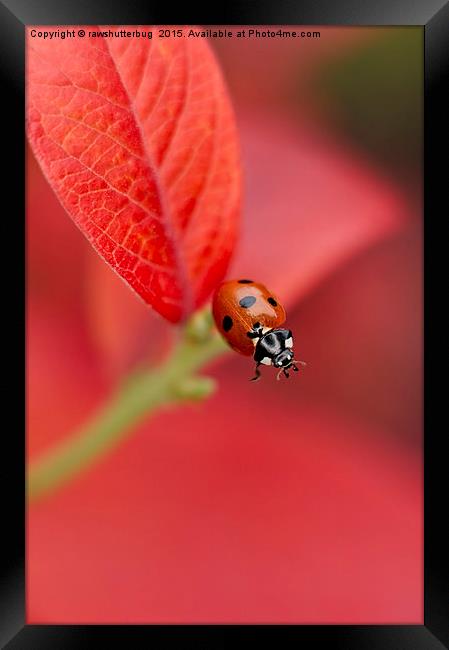 Ladybird On An Autumn Leaf Framed Print by rawshutterbug 