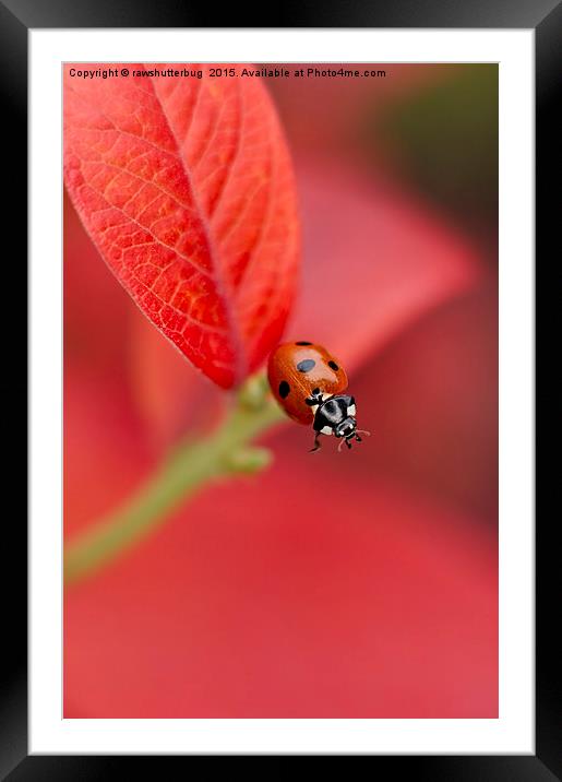 Ladybird On An Autumn Leaf Framed Mounted Print by rawshutterbug 