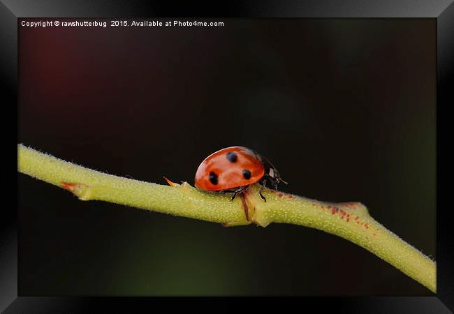 Ladybug On A Twig Framed Print by rawshutterbug 