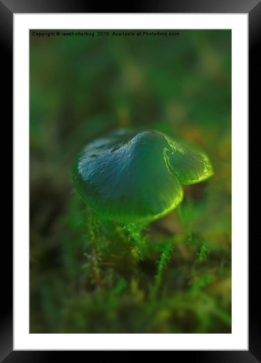 Parrot Toadstool Framed Mounted Print by rawshutterbug 