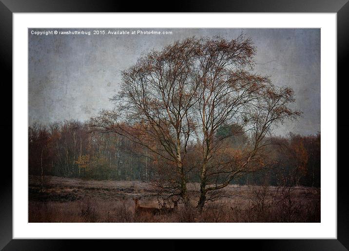 Red Deer Under The Tree Framed Mounted Print by rawshutterbug 