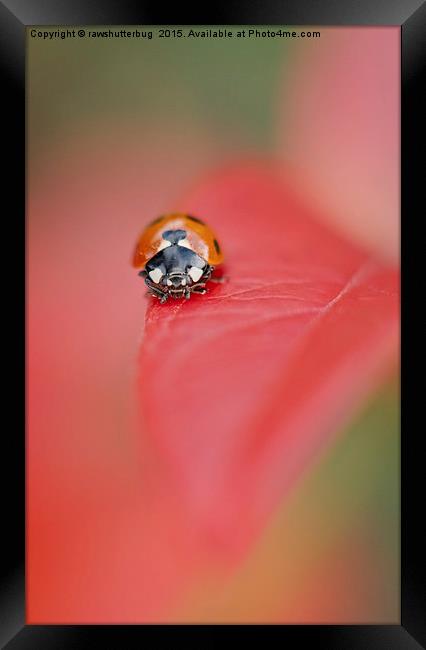 Coccinellidae Framed Print by rawshutterbug 