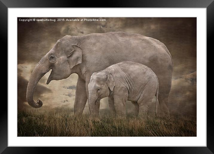 Elephant Mother and Calf Framed Mounted Print by rawshutterbug 