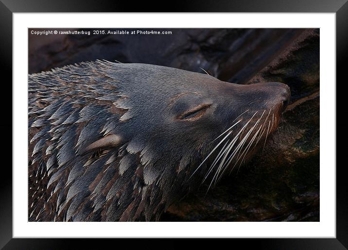 Sleepy Seal Framed Mounted Print by rawshutterbug 