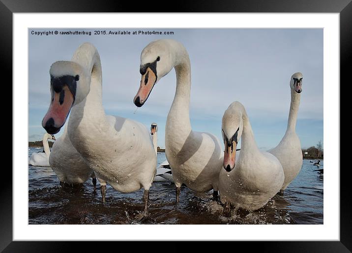 Curious Swans Framed Mounted Print by rawshutterbug 