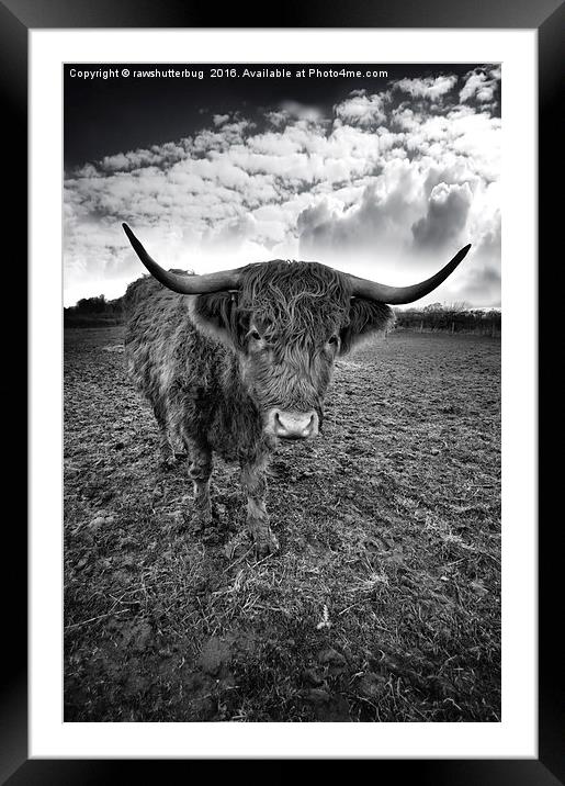 Rugged Highland Cattle Framed Mounted Print by rawshutterbug 