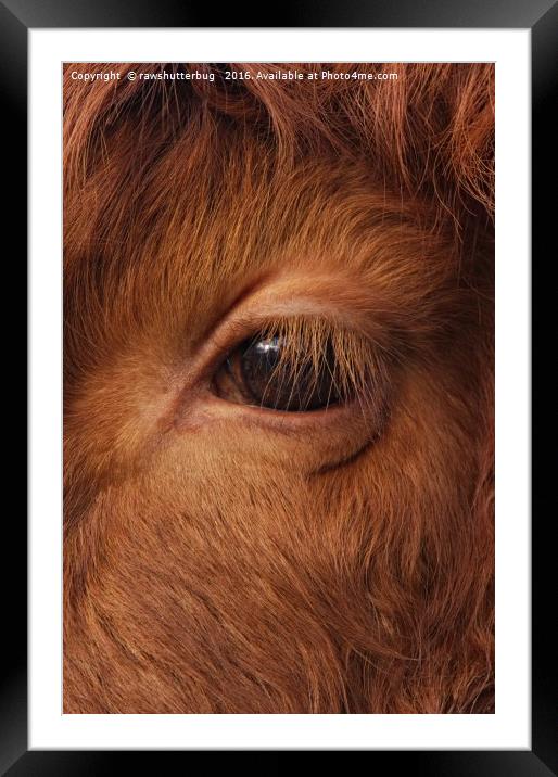Highland Cow's Eye Closeup Framed Mounted Print by rawshutterbug 
