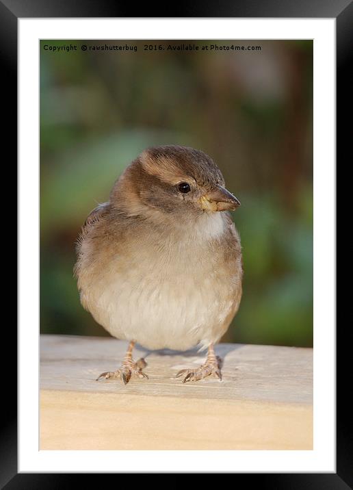The Hungry Juvenile House Sparrow Framed Mounted Print by rawshutterbug 