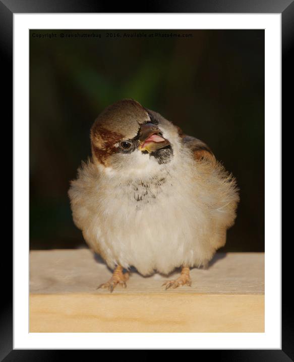 Hungry House Sparrow Framed Mounted Print by rawshutterbug 