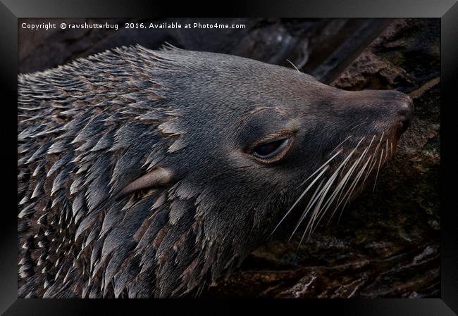 Close-Up Fur Seal Framed Print by rawshutterbug 