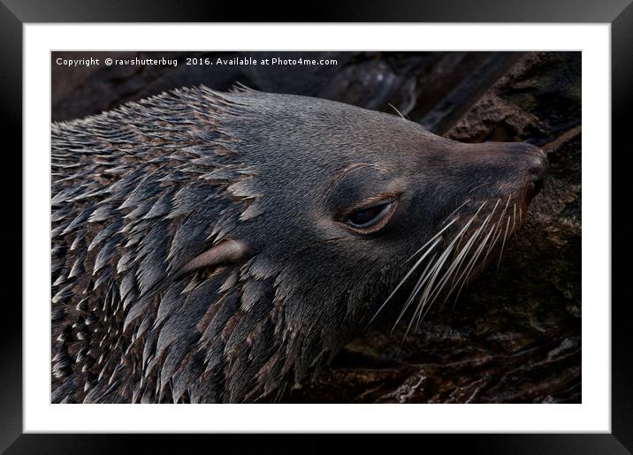 Close-Up Fur Seal Framed Mounted Print by rawshutterbug 