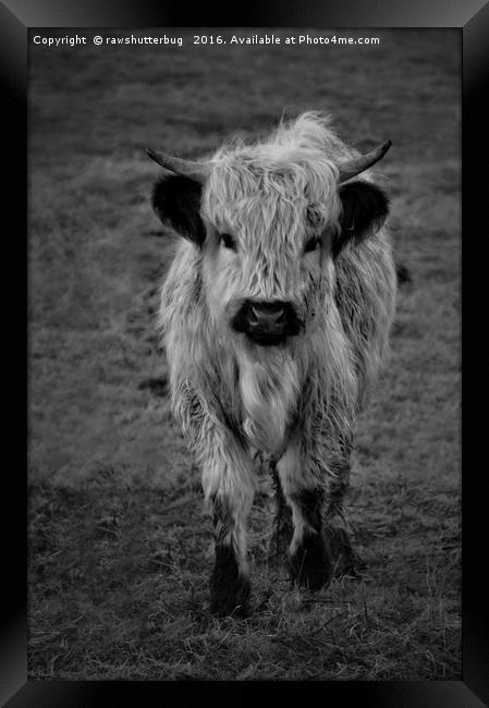 Highland Cow - White High Park Cow Mono Framed Print by rawshutterbug 