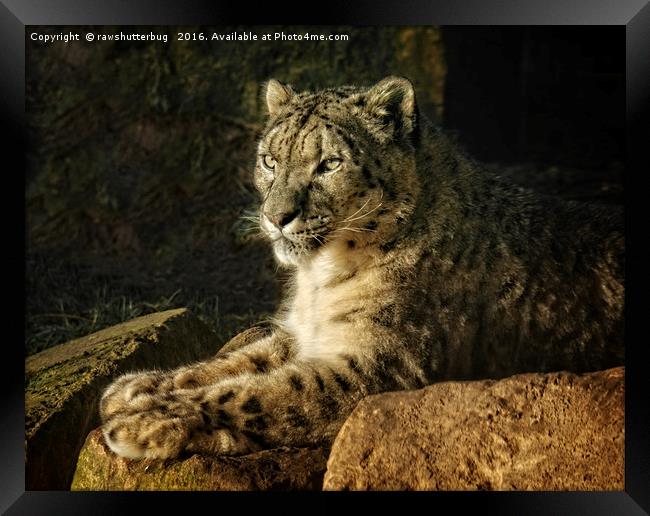 Endangered Snow Leopard Framed Print by rawshutterbug 