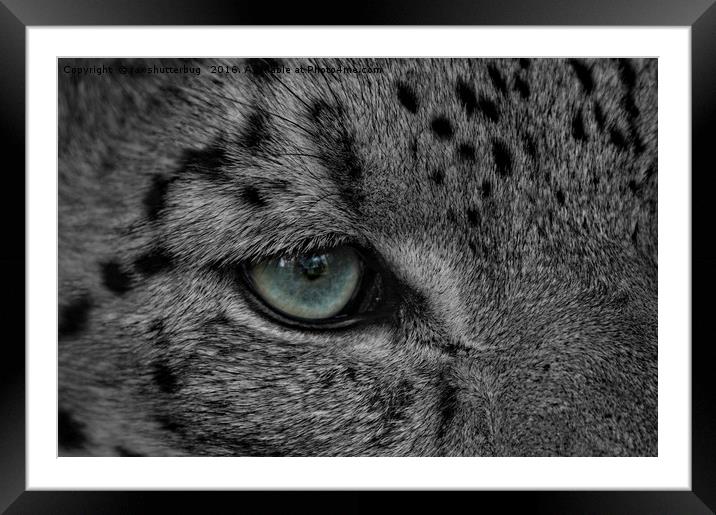 Eye Of The Leopard Framed Mounted Print by rawshutterbug 