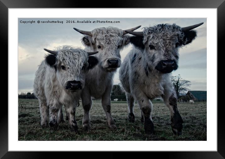 The Three Shaggy Cows Framed Mounted Print by rawshutterbug 